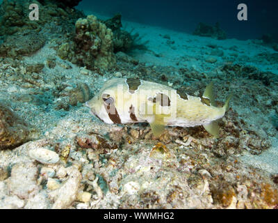 Schwarz-blotched porcupinefish Stockfoto