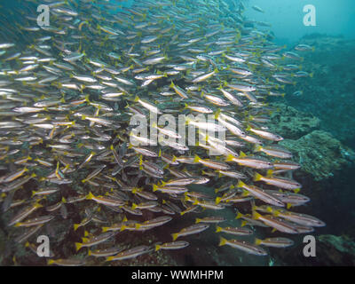 Schnapperfische (Lutjanus biguttatus) Stockfoto