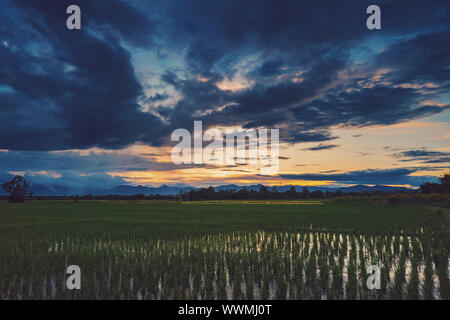 Natürliche landschaftlich schönen Feld Sonnenuntergang und Gewitterwolken und grünes Feld landwirtschaftlichen Hintergrund Stockfoto