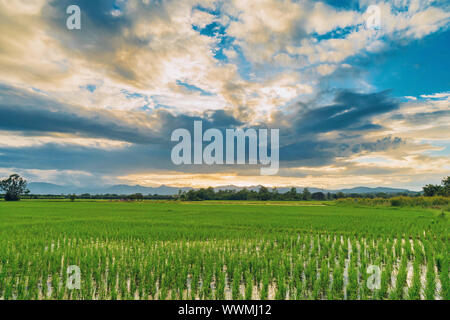 Natürliche landschaftlich schönen Feld Sonnenuntergang und grünes Feld landwirtschaftlichen Hintergrund Stockfoto