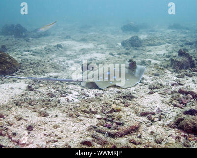 Die Kuhl Stingray (Neotrygon kuhlii) Stockfoto