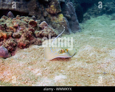 Die Kuhl Stingray (Neotrygon kuhlii) Stockfoto