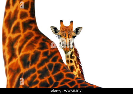 Mutter und Baby giraffe Stockfoto