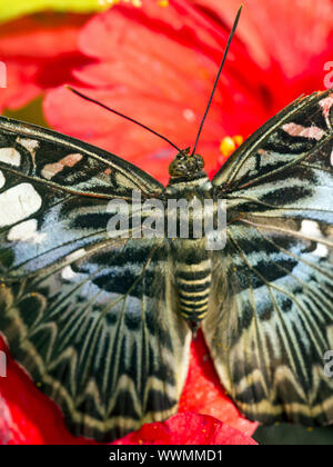 Blauer Segler (Parthenos sylvia Lilacinus) Stockfoto