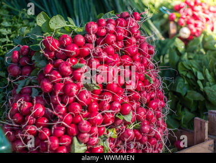 Gruppe oder frisch geernteten, rote Radieschen. Stapel von leuchtend roten Rettich, die auf Markt- oder Bazar mit grünen Blättern im Hintergrund. Stockfoto