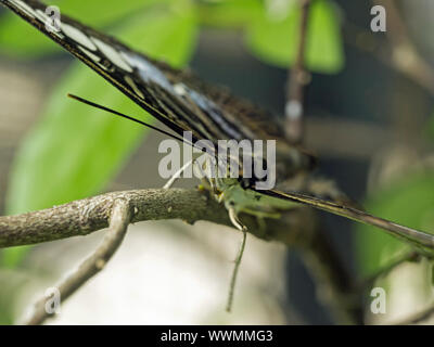 Blauer Segler (Parthenos sylvia Lilacinus) Stockfoto