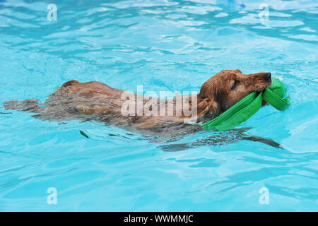reinrassige Englisch Cocker schwimmen in einem Schwimmbad Stockfoto