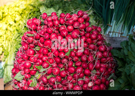 Gruppe oder frisch geernteten, rote Radieschen. Stapel von leuchtend roten Rettich, die auf Markt- oder Bazar mit grünen Blättern im Hintergrund. Stockfoto