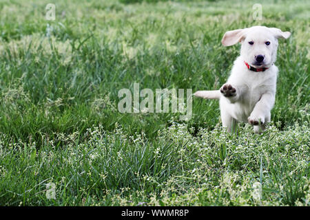 Cloud, ein englischer Creme Labrador Retriever Golden Retriever gemischt Designer Rasse 7 Wochen alten Welpen, laufen und spielen in einem Feld. Extrem flach Stockfoto