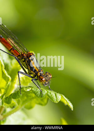 Große rote Damselfly (Pyrrhosoma Nymphula) Stockfoto