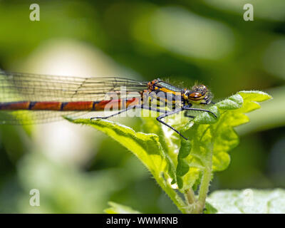 Große rote Damselfly (Pyrrhosoma Nymphula) Stockfoto