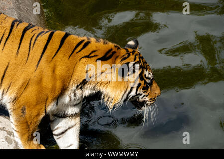 Amur Tiger im Wasser. Die wilde Natur. Stockfoto