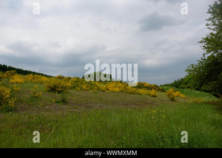 Besen Blume im Nationalpark Eifel, Deutschland Stockfoto