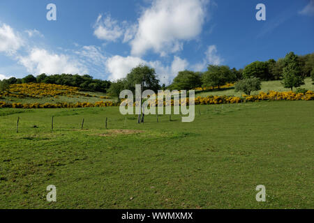 Besen Blume im Nationalpark Eifel, Deutschland Stockfoto