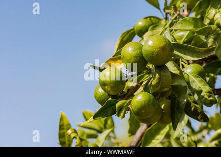 Unreife Mandarinen, Clementinen auf Baum, Spanien hängen. Stockfoto