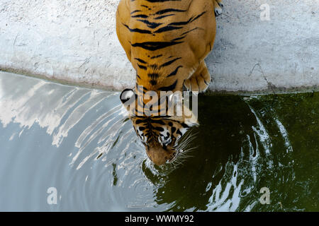 Big amur Tiger Wasser trinkt. Wilde Tiere. Stockfoto
