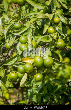 Unreife Mandarinen, Clementinen auf Baum, Spanien hängen. Stockfoto