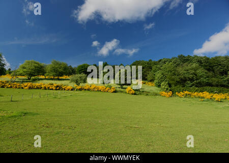 Besen Blume im Nationalpark Eifel, Deutschland Stockfoto