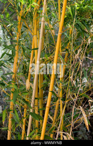 Bambus Halme Nahaufnahme, Detail. Stockfoto