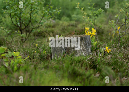 Besen Blume im Nationalpark Eifel, Deutschland Stockfoto