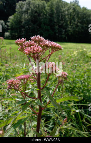 Gemeinsame Wasser - Osten, Kunigundenkraut Eupatorium cannabinum Stockfoto