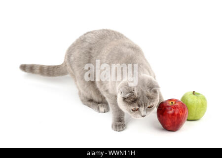 Katze finden Äpfel isoliert auf weiss Stockfoto