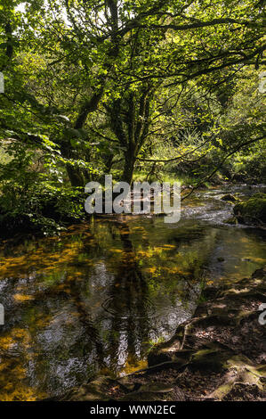 Die River Fowey durch Draynes Holz, einer alten Eiche Wald auf Bodmin Moor in Cornwall fließt. Stockfoto