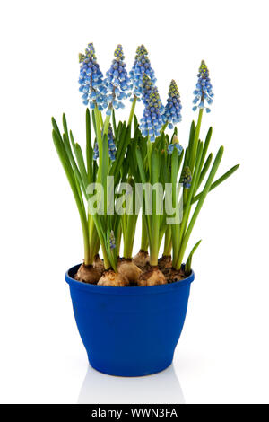 Blaue Traubenhyazinthen in Blumentopf Stockfoto