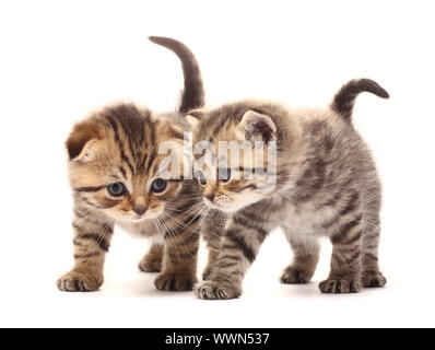 Zwei kleine schottische Kätzchen auf weißem Hintergrund Stockfoto