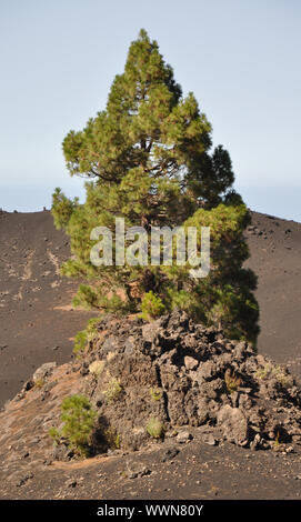 Kanarische Kiefer auf Teneriffa Stockfoto