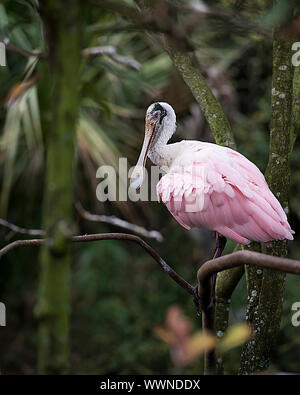 Rosalöffler Bird Barsch auf einem Zweig genießen ihre Umgebung und Umwelt. Stockfoto