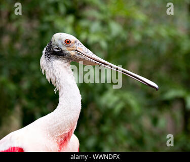 Rosalöffler Vogel hautnah genießen ihre Umgebung und Umwelt. Stockfoto