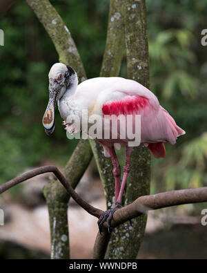 Rosalöffler Bird Barsch auf einem Zweig und genießen die Umgebung und Umwelt. Farbe rosa. Körper. Bill. Farbenfroh. Gefieder. schlanken Beinen. . Stockfoto