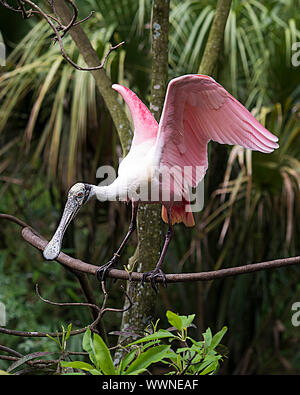 Rosalöffler Bird Barsch auf einen Zweig mit seinen ausgebreiteten Flügeln genießen ihre Umgebung und Umwelt. Stockfoto