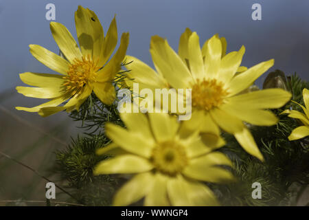 Die Feder, die Feder Adonisherb Adonis Adonis vernalis Stockfoto