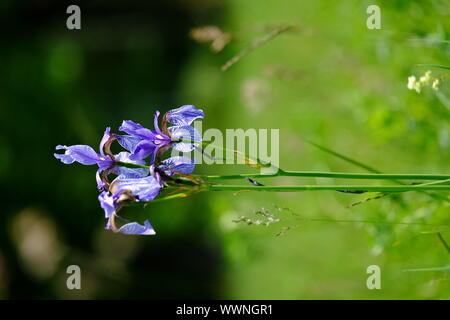 Sibirische Iris Iris pumila, Wiese iris Stockfoto