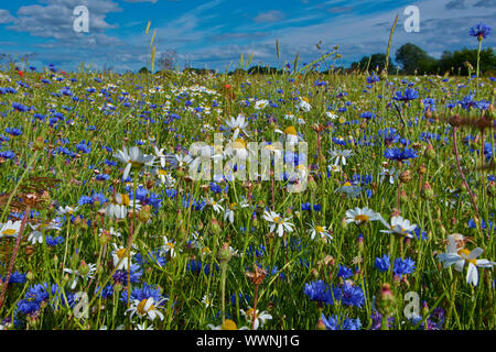 Impressionen vom Feld in Mecklenburg-Vorpommern, Deutschland Stockfoto