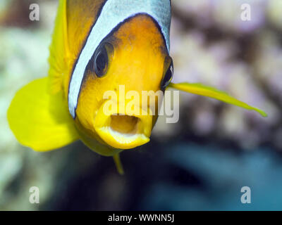 Rotes Meer Clownfisch Stockfoto