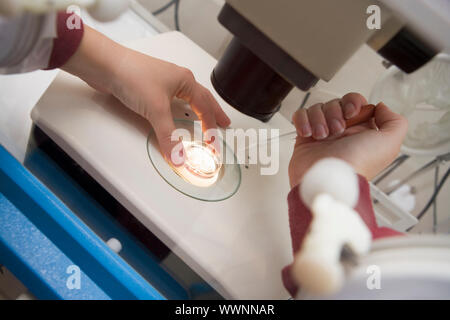 Embryologe hinzufügen Spermien zur Eizelle im Labor Stockfoto