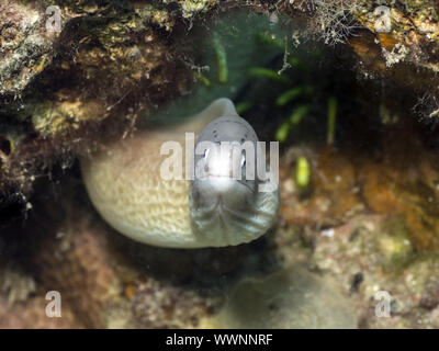 Geometrische Moray Stockfoto