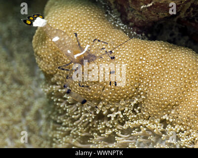 Glas Anemone Shrimp Stockfoto