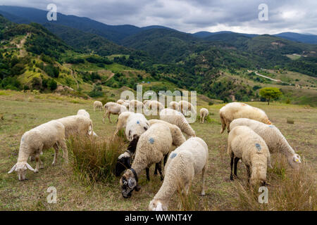 Schafe weiden. Schafe auf der Wiese und auf dem Berg Stockfoto