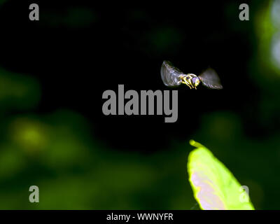 Hoverfly Stockfoto