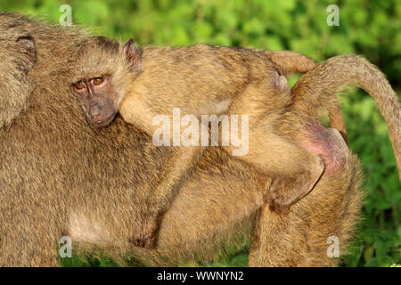 Olivenöl Pavian Papio anubis Baby reiten auf Mom's zurück, Mole National Park, Ghana Stockfoto