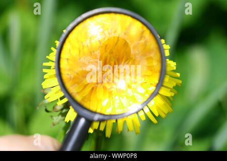 Gelber Löwenzahn Makro Nahaufnahme Stockfoto