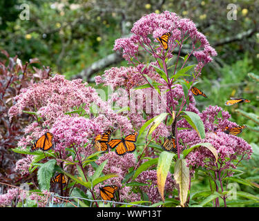 Viele frisch geschlüpfte Monarch Schmetterlinge, Danaus plexippus, Fütterung auf Joe-Pye Unkraut, Blumen in einem Garten in Spekulant, NY, USA Stockfoto