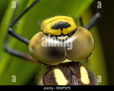 Blaugrüne Mosaikjungfer (Aeshna cyanea) Stockfoto