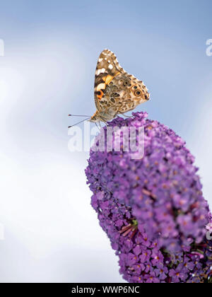 Distelfalter Stockfoto