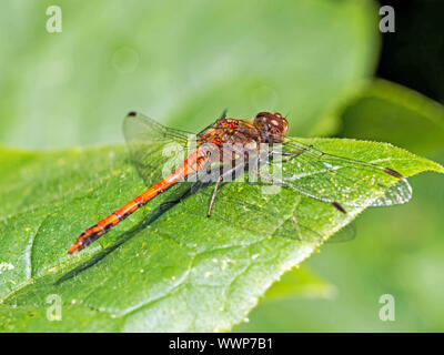 Vagrant darter Stockfoto