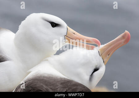 Schwarz tiefsten Albatross, Thalassarche melanophyrs, einem erwachsenen Paar albatross Pflege während der Umwerbung, Saunders Island, Falkland Inseln, Januar Stockfoto